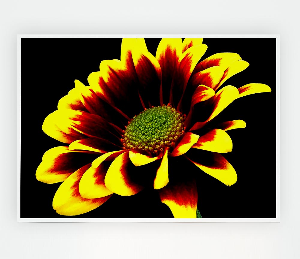 Flower On Black Background Print Poster Wall Art