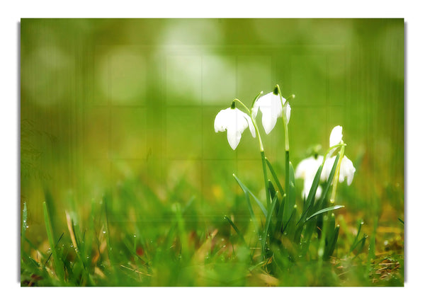 Cute Snowdrops