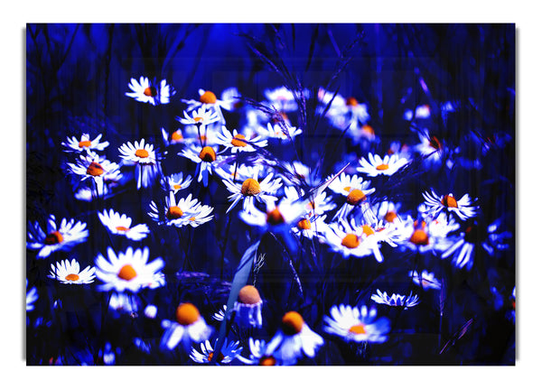 Chamomile Flowers