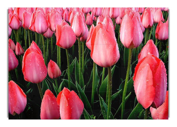 Pink Tulips Cultivation