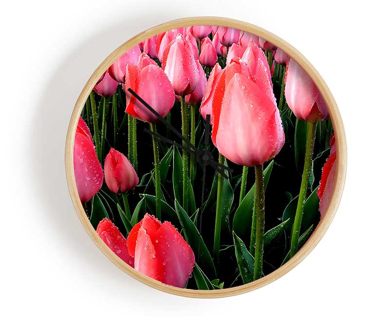 Pink Tulips Cultivation Clock - Wallart-Direct UK