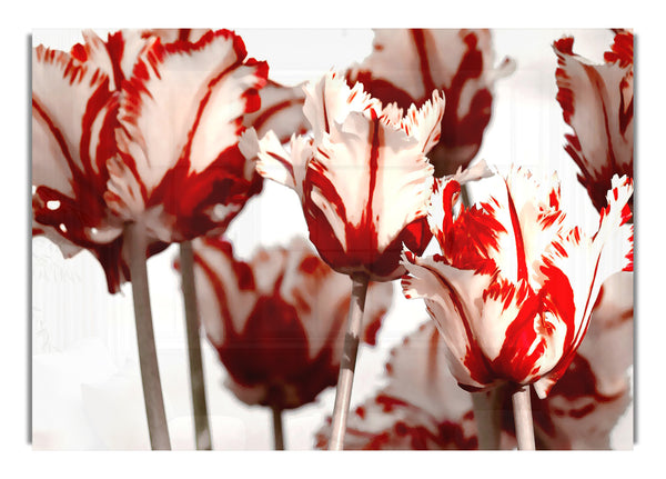 Parrot Tulips 2