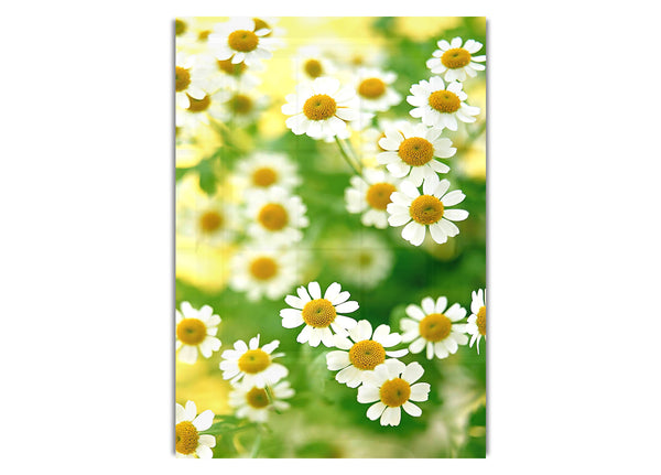 Chamomile Macro