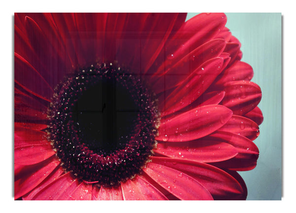 Gerbera-Blume