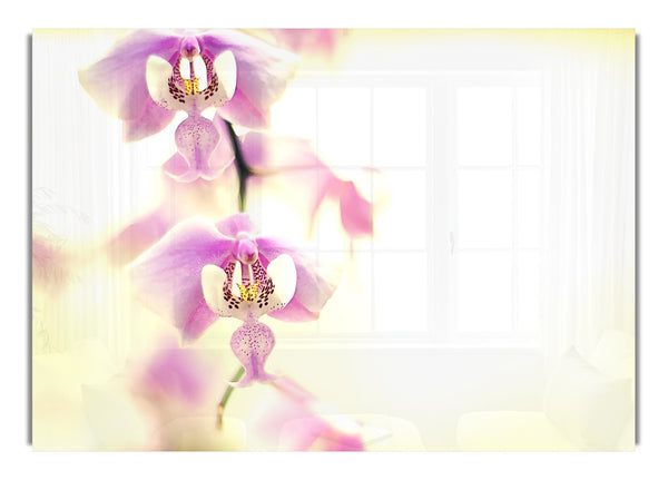 Orchid For Desktop