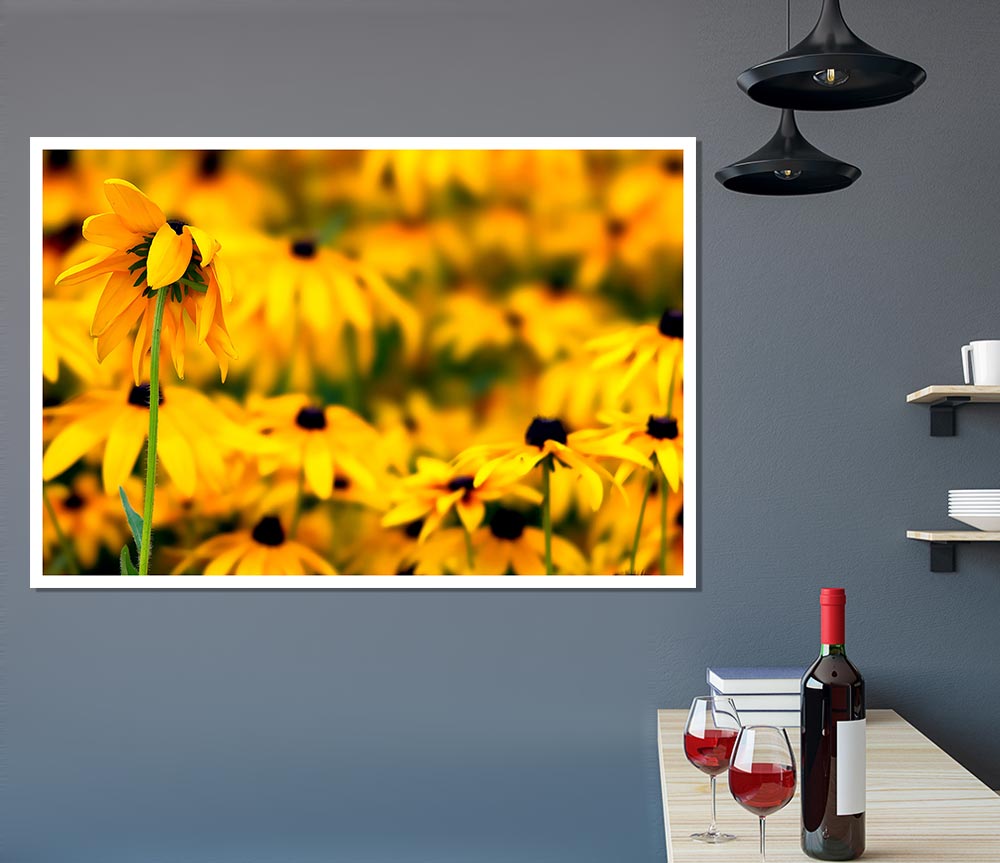 Black Eyed Susan Flowers Print Poster Wall Art