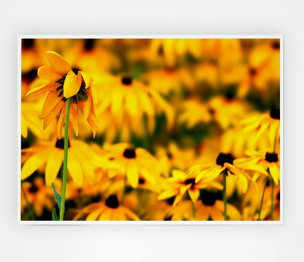 Black Eyed Susan Flowers Print Poster Wall Art