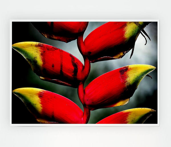 Heliconia Pendula Inflorescence Print Poster Wall Art