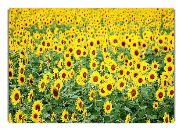 Sunflower Field