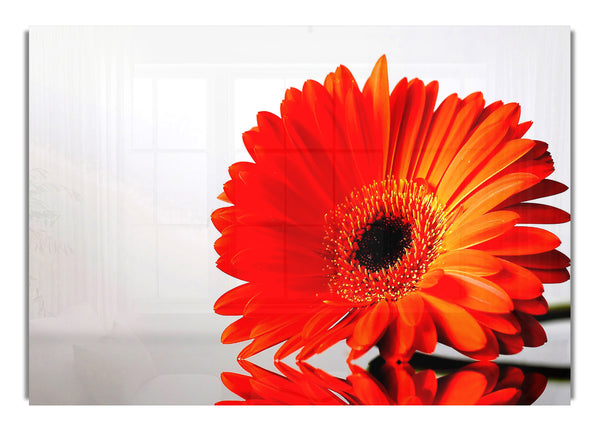 Gerbera Gänseblümchen Blumen 3