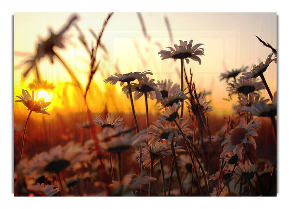 Daisies At Sunset