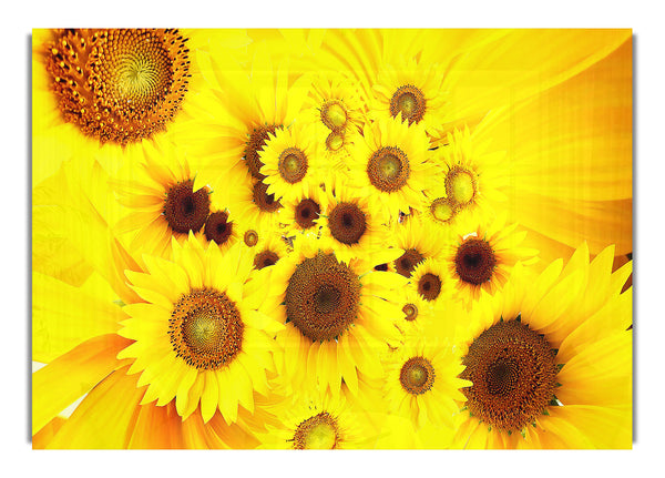 Sunflowers 4