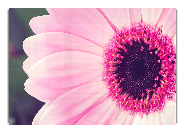 Pink Gerbera Daisy