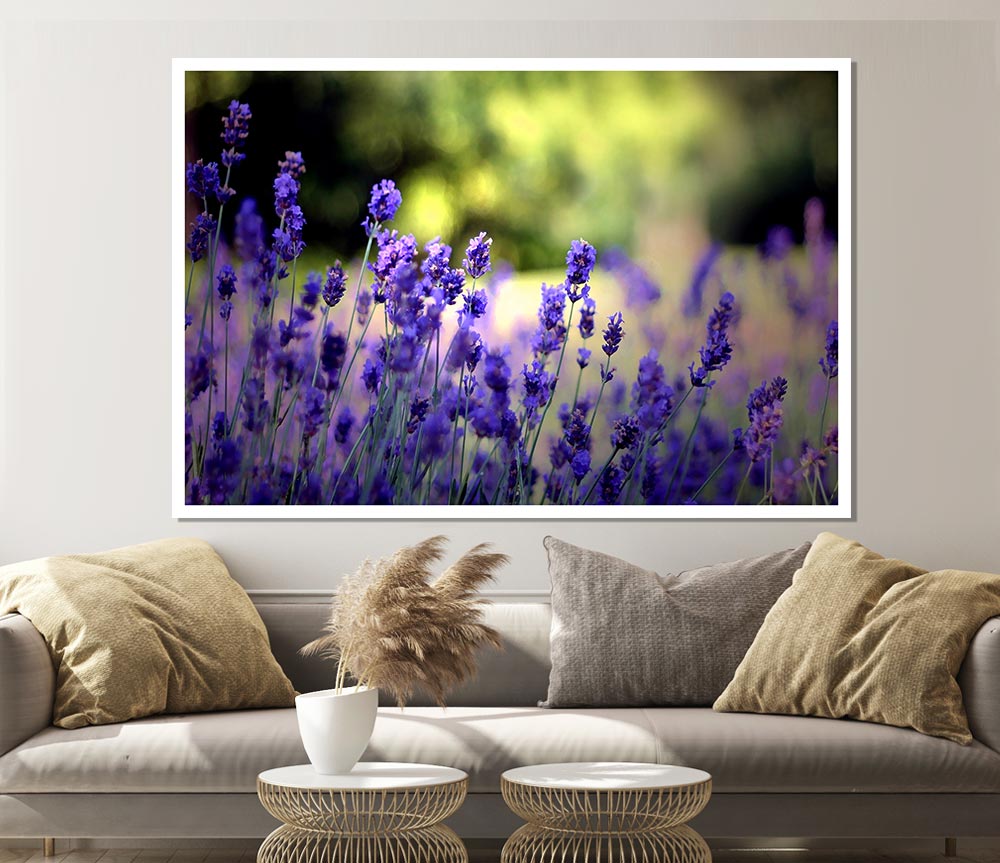 Beautiful Lavender Flowers Print Poster Wall Art