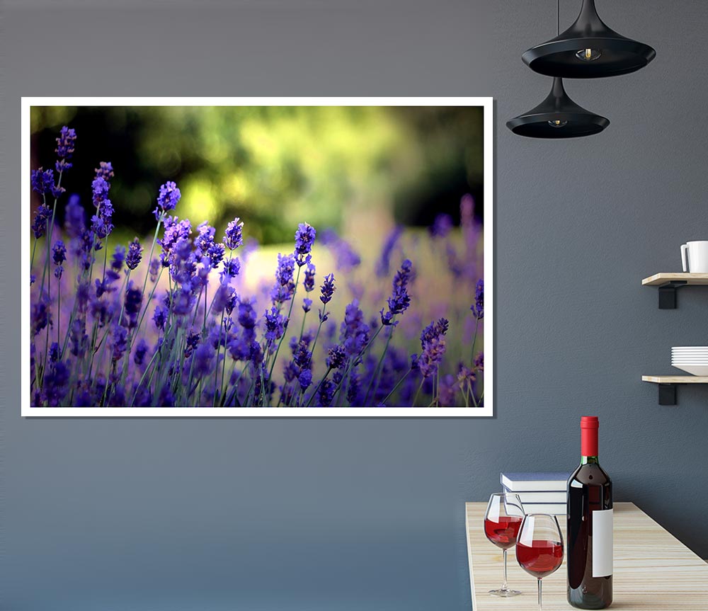 Beautiful Lavender Flowers Print Poster Wall Art