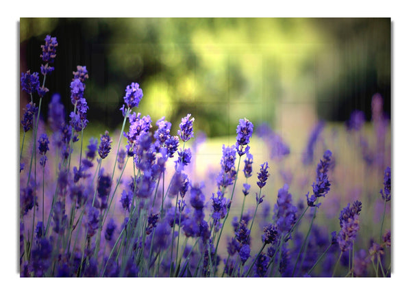 Beautiful Lavender Flowers