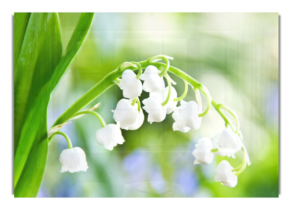 Lily Of The Valley Macro