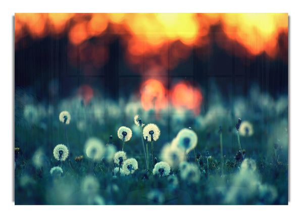 Dandelions At Sunset