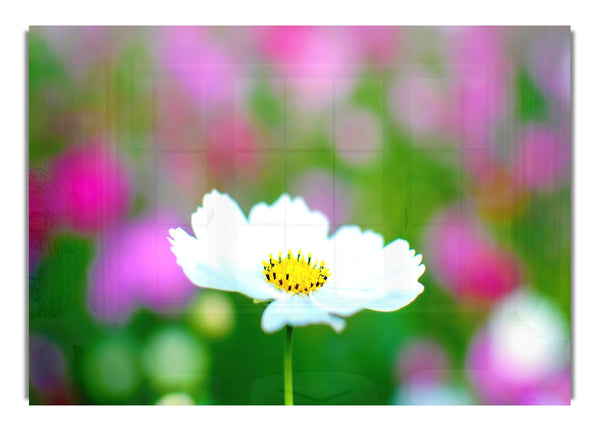 White Cosmos