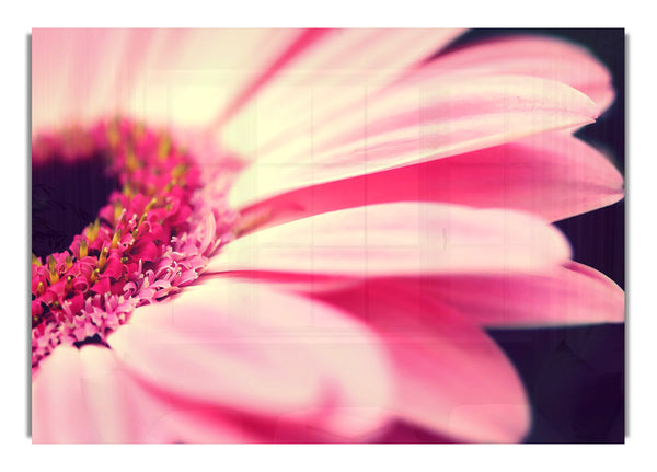 Gerbera Makro