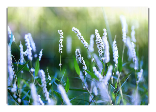 Bush Flowers