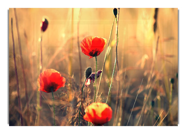 Red Poppies