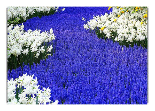 Grape Hyacinths And Daffodils Keukenhof Gardens Lisse Holland