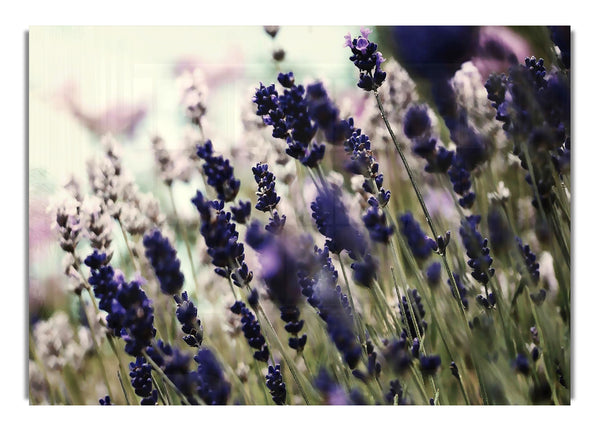 Lavender Flowers 3