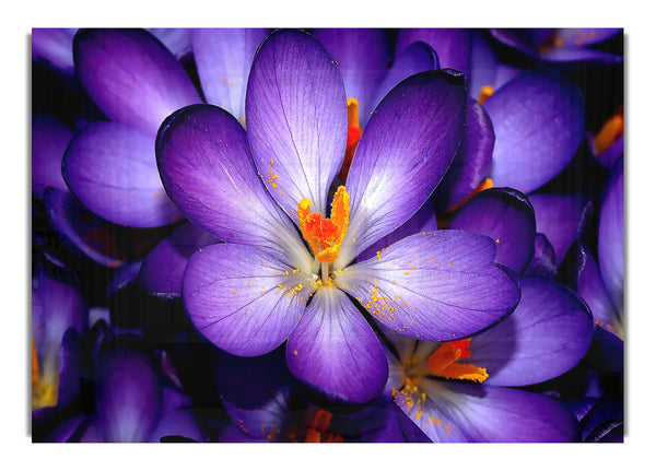 Crocuses