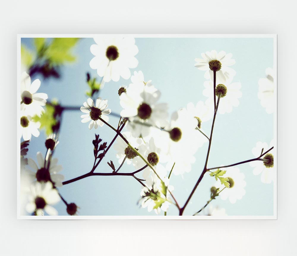 White Summer Flowers Print Poster Wall Art