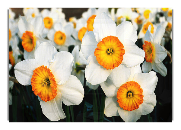 White Daffodils