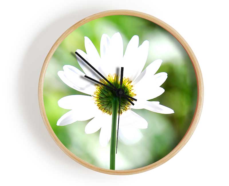 Daisy In The Sun Clock - Wallart-Direct UK