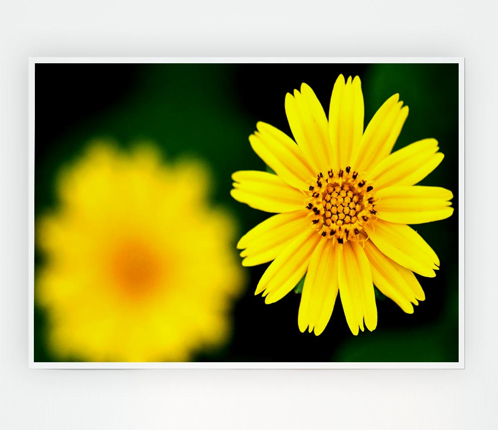 Beautiful Yellow Flower Print Poster Wall Art