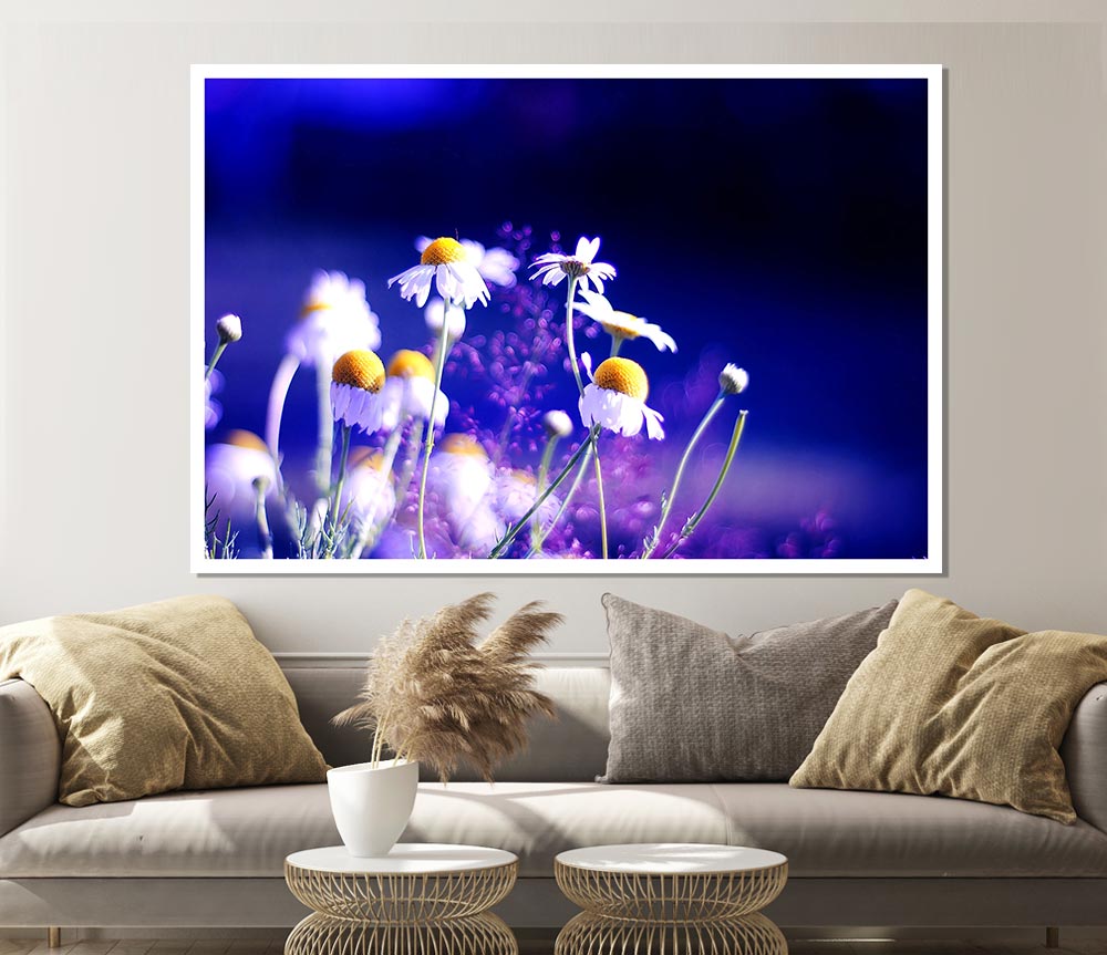 Beautiful Chamomile Flowers Print Poster Wall Art