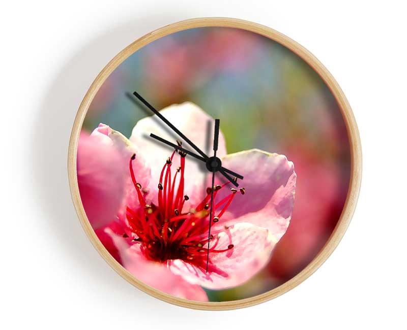 Pink Flower Cherry Tree Clock - Wallart-Direct UK