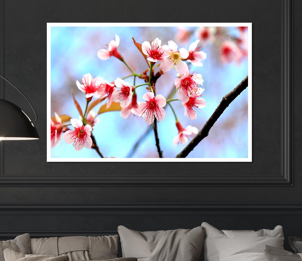 Wild Himalayan Cherry Print Poster Wall Art