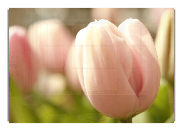 Pink Tulip Macro