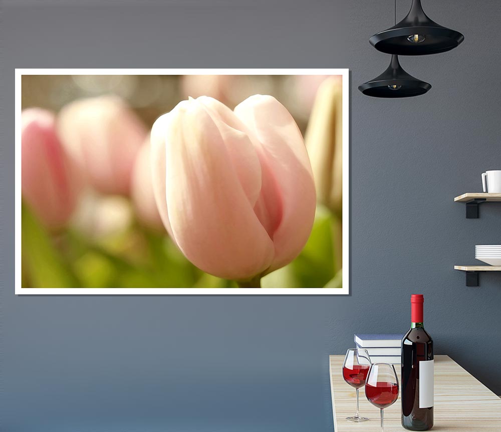 Baby Pink Tulip Print Poster Wall Art