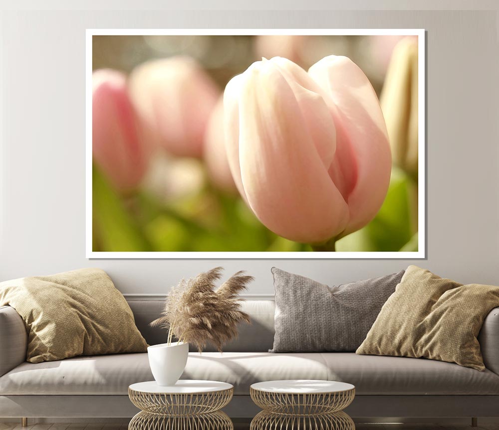 Baby Pink Tulip Print Poster Wall Art