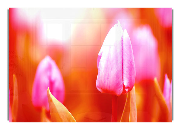 Pink Tulip 2