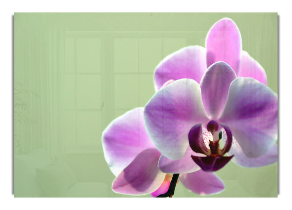 Orchid 2