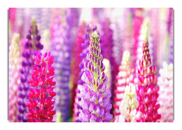 Pink And Purple Lupin Flowers