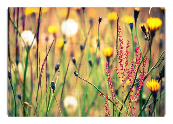 Flowers And Weeds