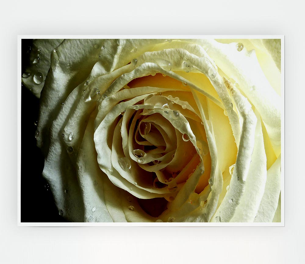 White Rose On Black Velvet Print Poster Wall Art