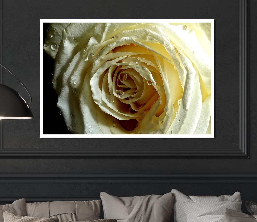 White Rose On Black Velvet Print Poster Wall Art