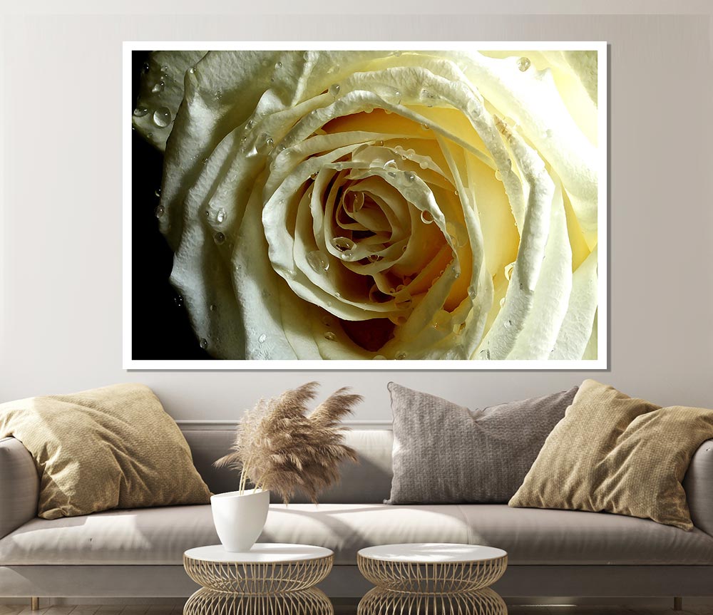 White Rose On Black Velvet Print Poster Wall Art