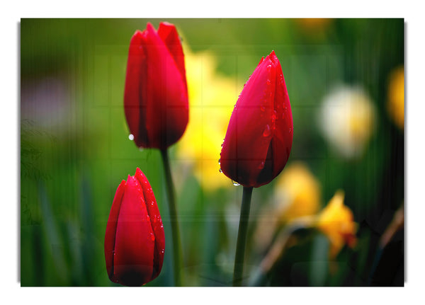 Three Red Tulips