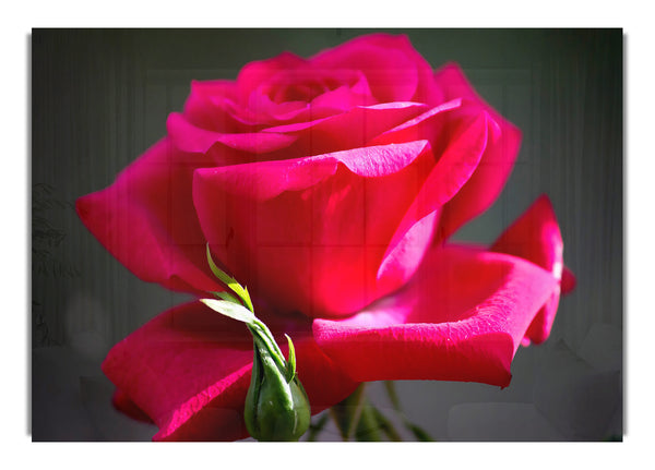 Rote Rose 8