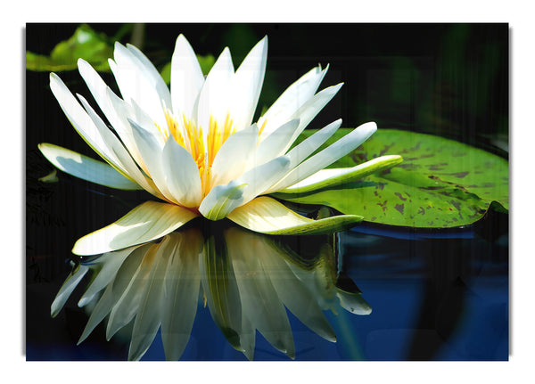 Water Lily Macro 2