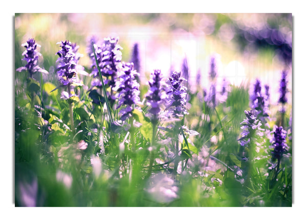 Lupin Flowers